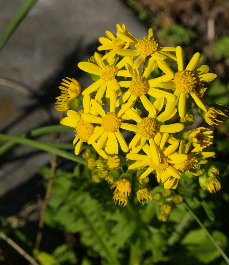 Golden groundsel, Packera obovata 