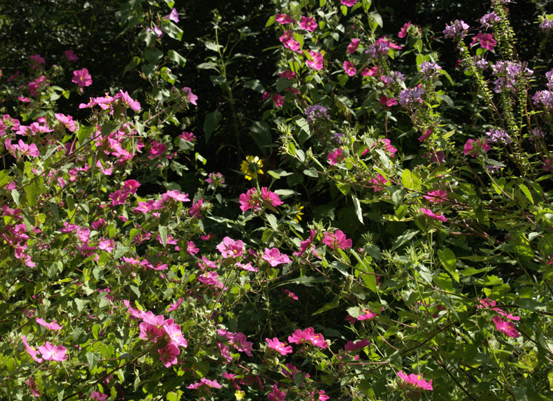 Pavonia, Rock rose (Pavonia lasiopetala)