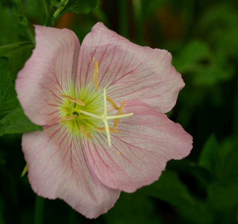 Pink evening primrose