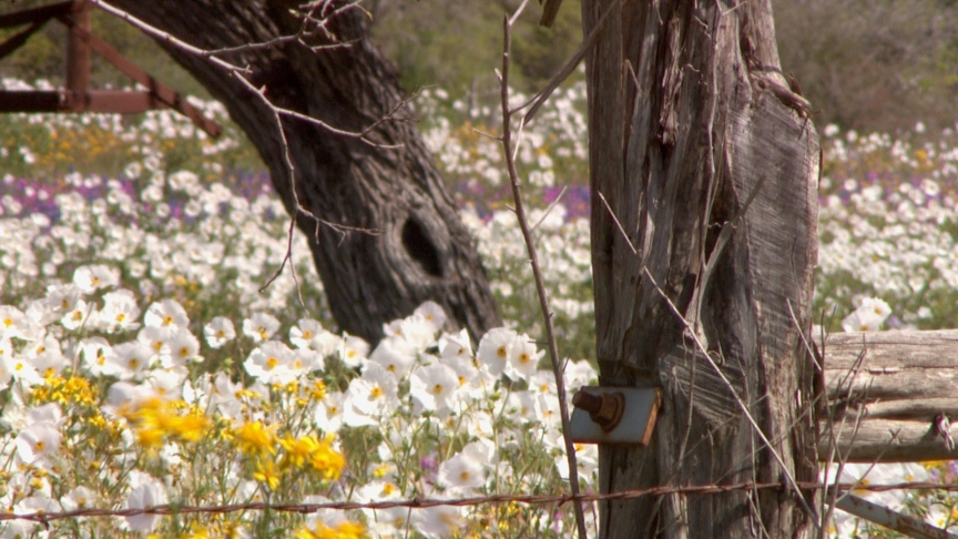 prickly poppy with tree