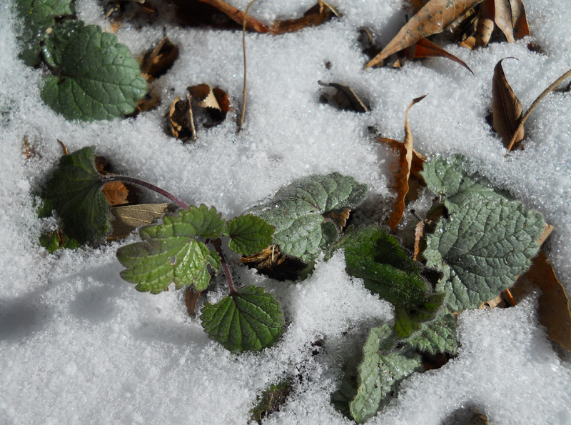 Heartleaf skullcap (Scutellaria ovata)