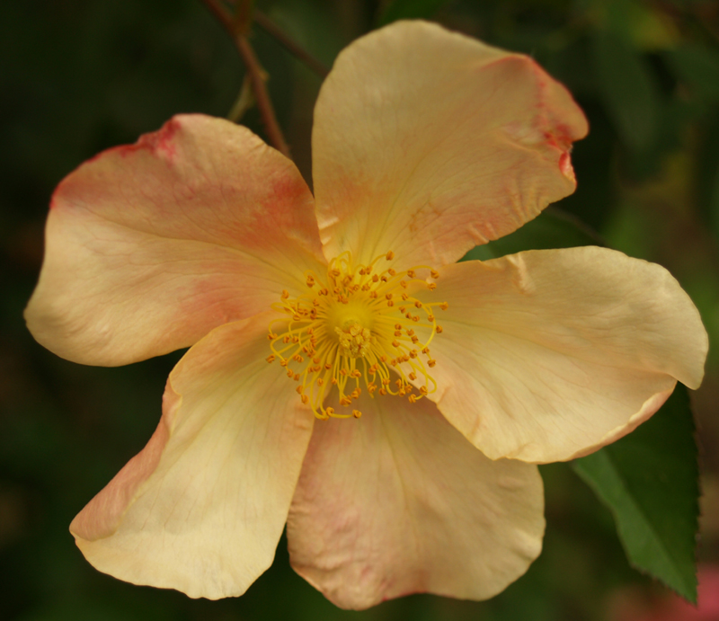 Apricot Mutabilis rose flower