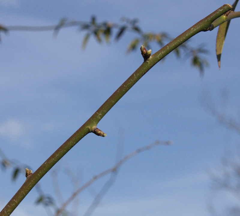 Leaf bud on Lady Banks rose