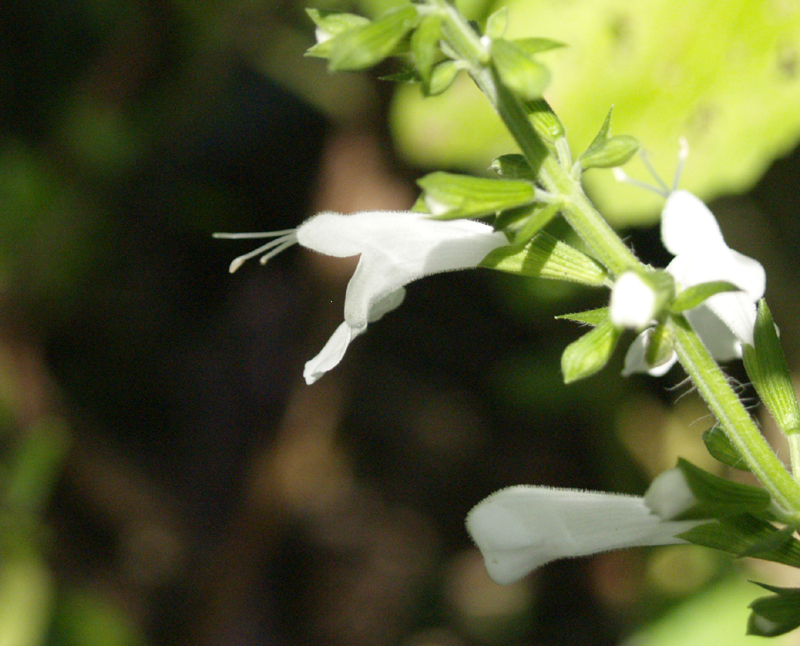 White salvia coccinea