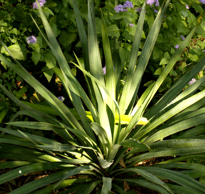 Soft leaf yucca, Yucca recurvifolia 