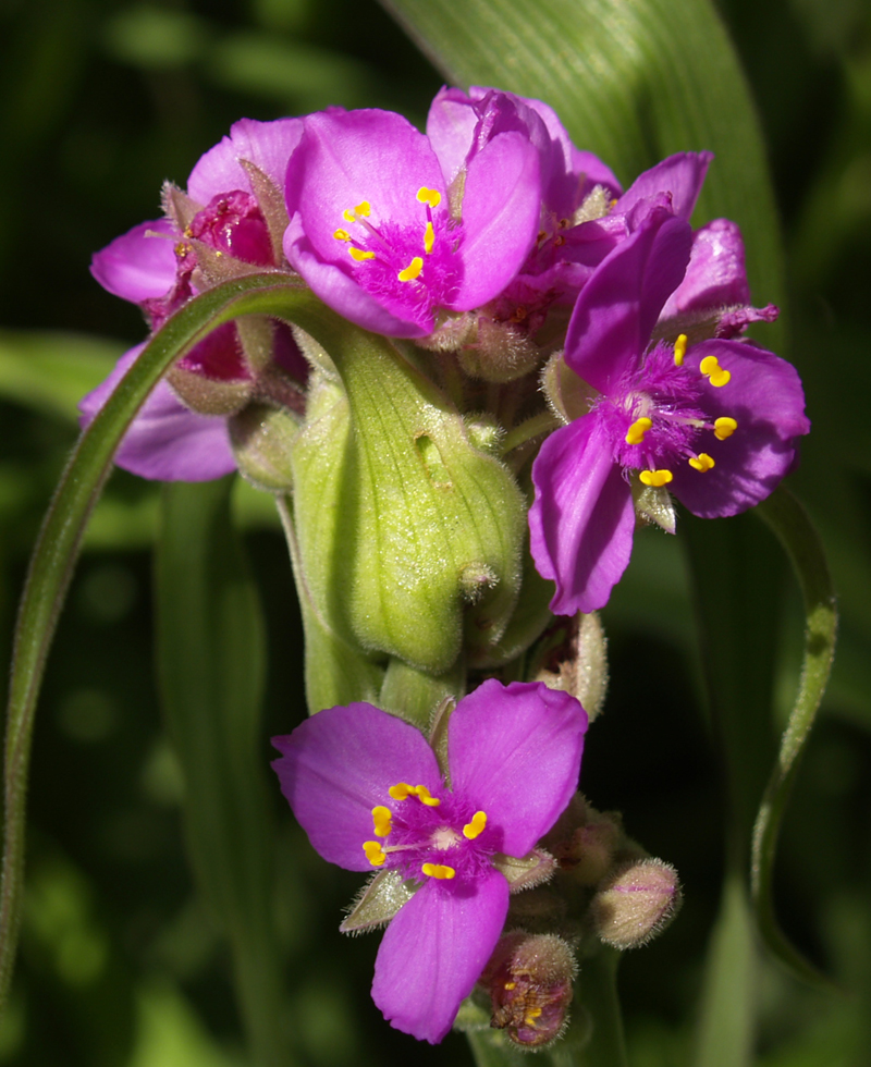 Spiderwort (Tradescantia gigantea)