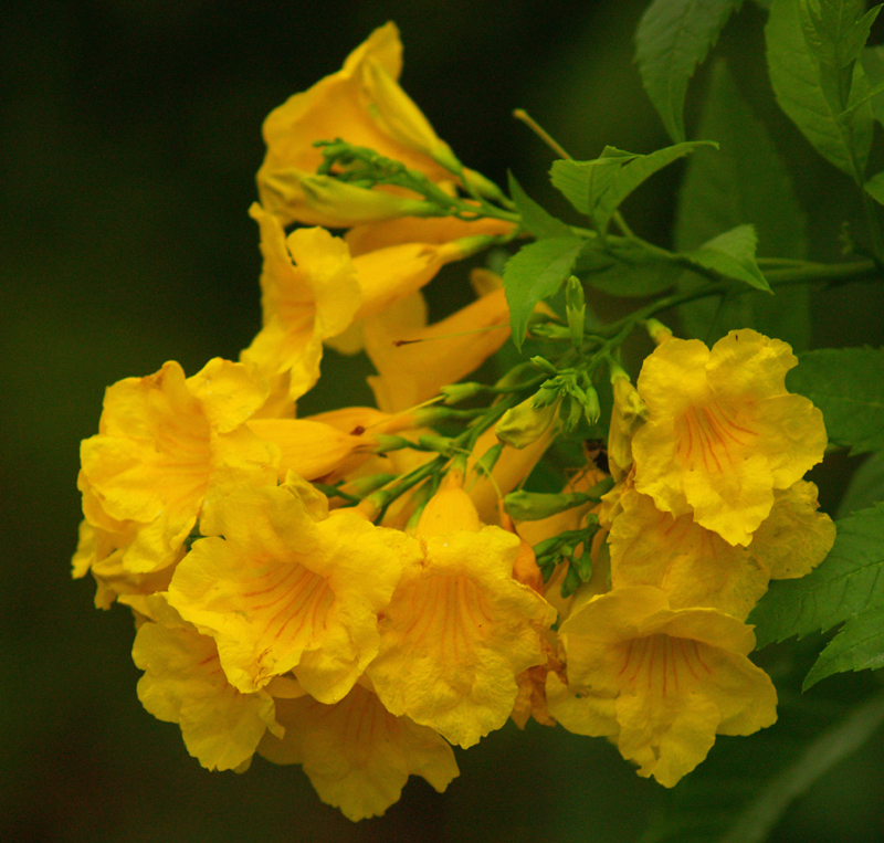 Tecoma stans, esperanza, yellow bells