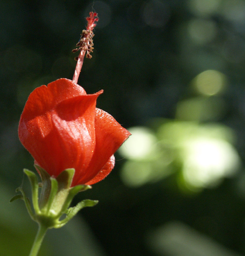 Turks cap Turks cap
