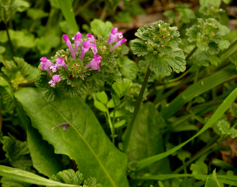 Henbit and dandelion