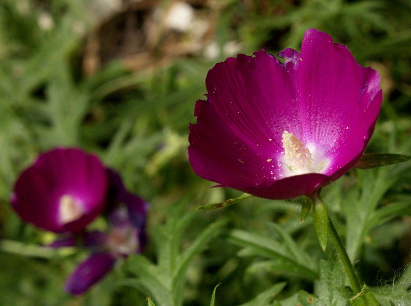 Purple winecup