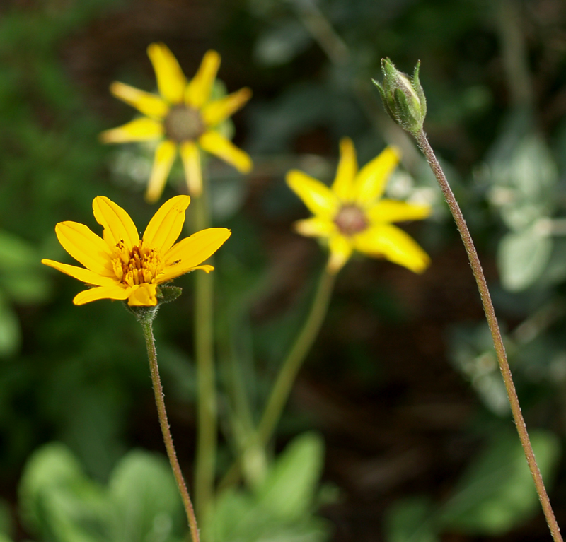 Zexmenia with Berlandiera lyrata