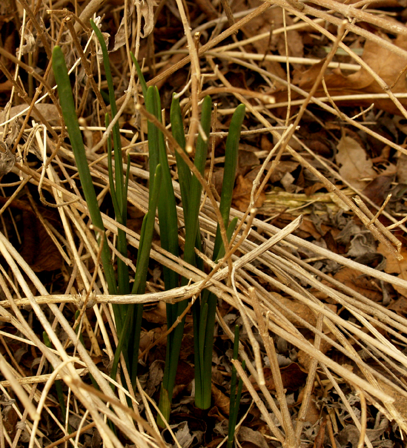 Winter dormant zexmenia with bulbs coming through