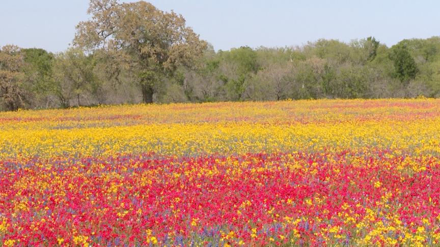 field of phlox and other wildflowers 