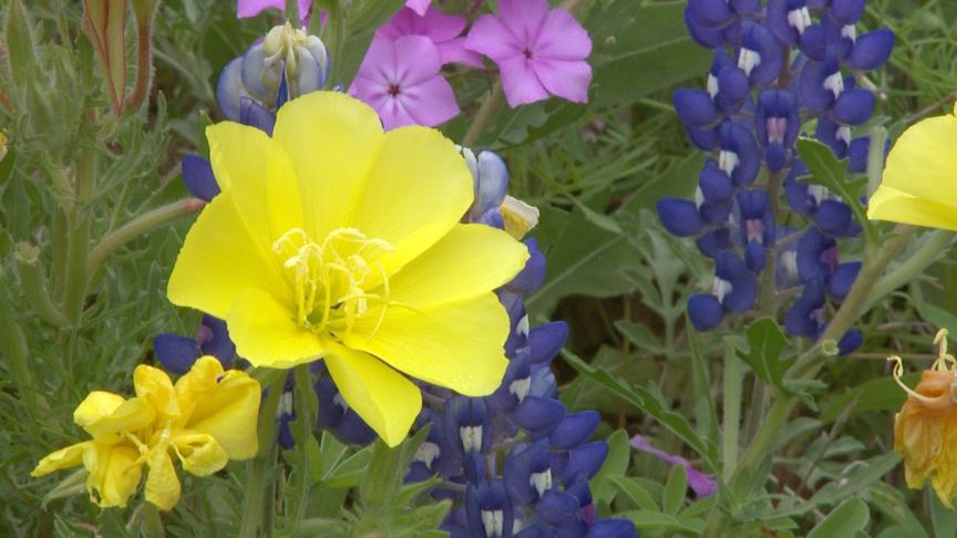 largeflower evening primrose with Texas bluebonnets and phlox