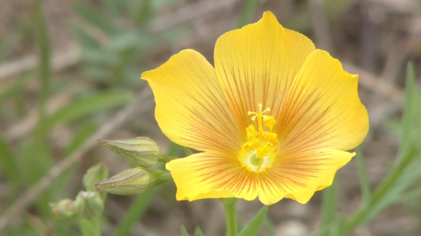 Yellow flax