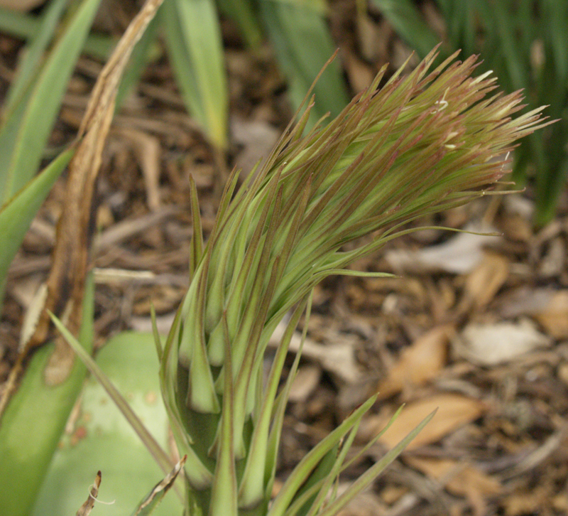 Agave celsii about to flower