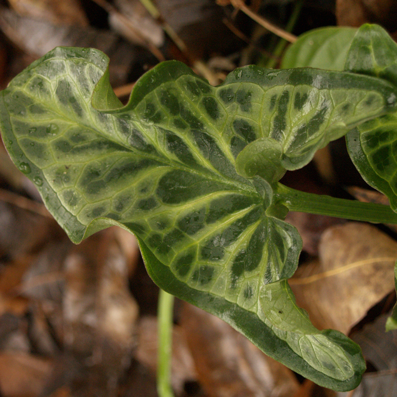 Arum italicum