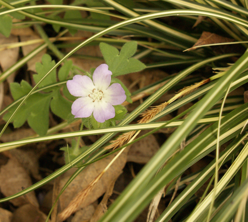 Baby Blue Eyes with variegated Japanese sedge