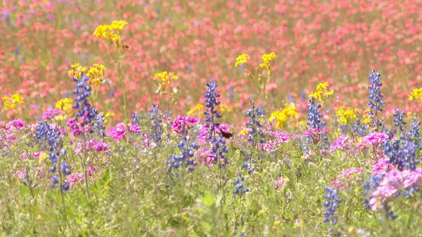 Texas wildflowers 