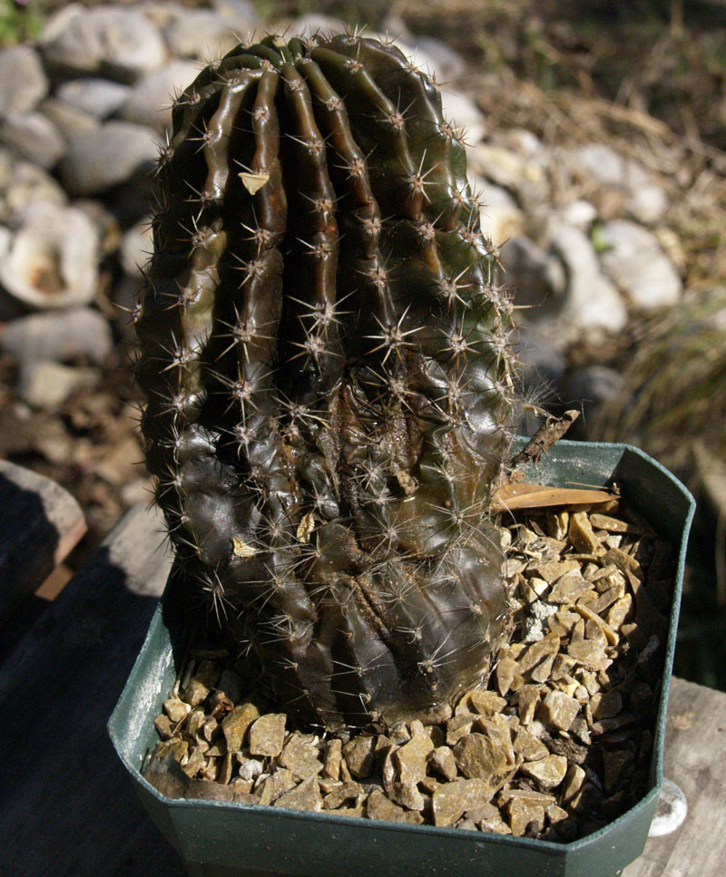 Echinopsis freeze damaged austin texas