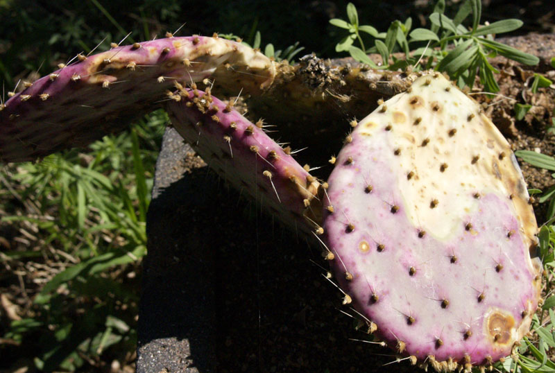 Freeze damaged Santa Rita opuntia cactus