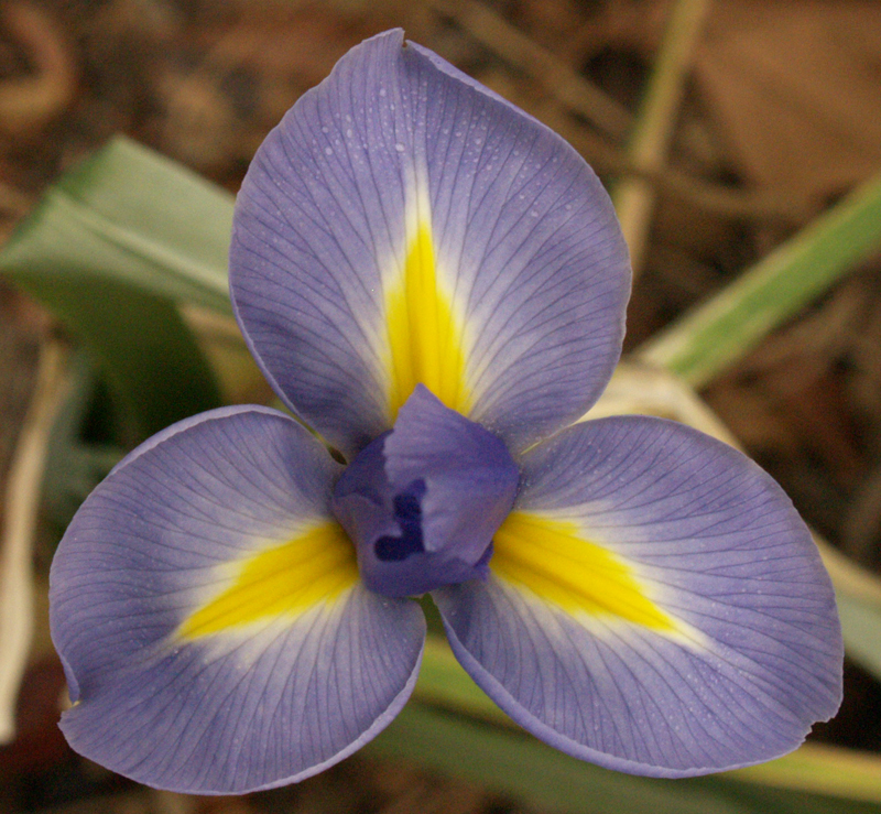 Blue Dutch iris Blue Dutch iris