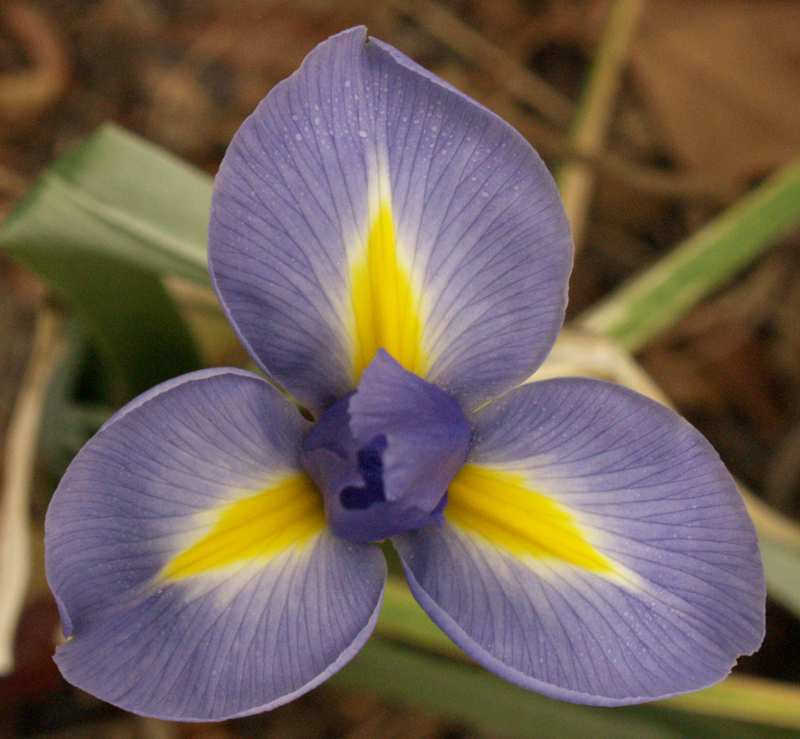 Blue Dutch iris