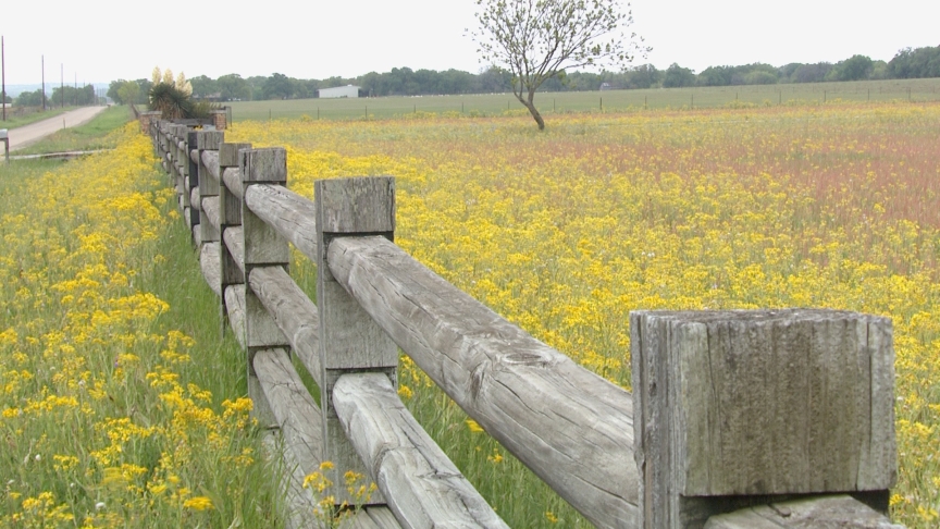 Wildflowers|Seeds of History 