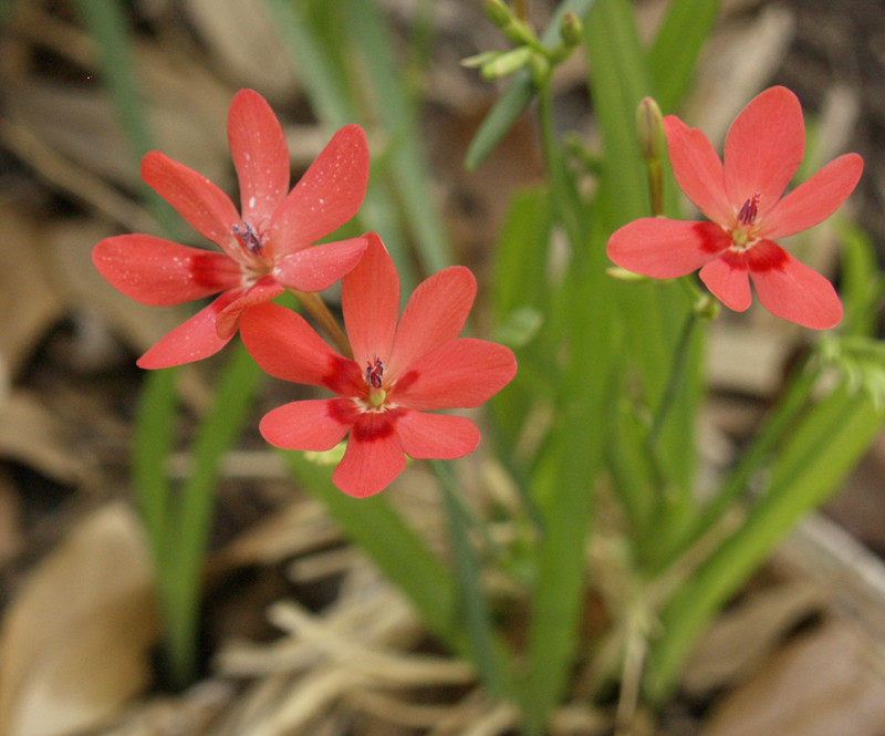 Freesia laxa in Austin Texas