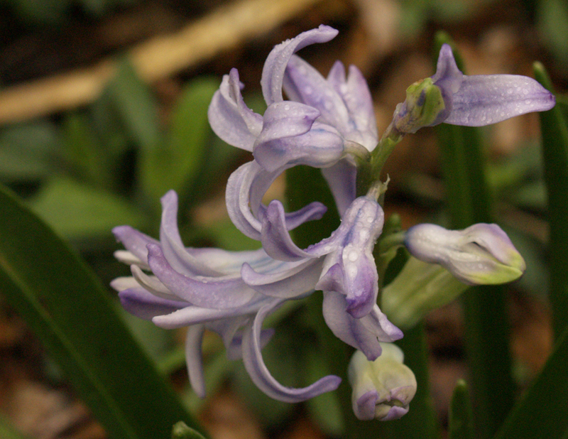 Hyacinth 'Sky Jacket'