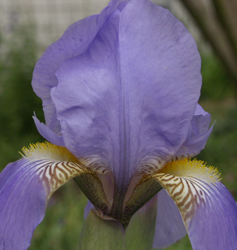 Lavender iris 
