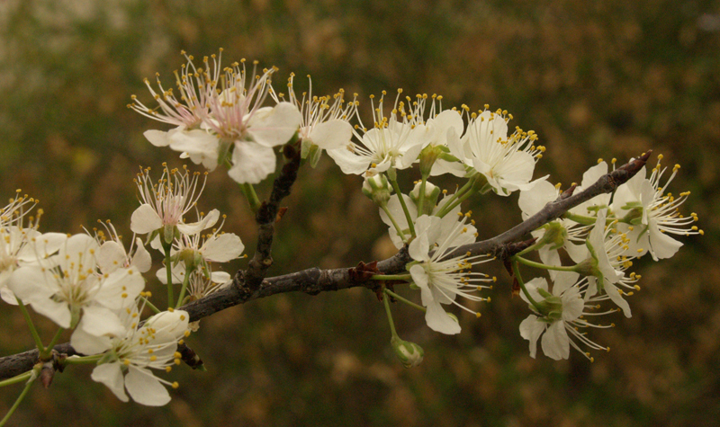 Mexican plum flowers