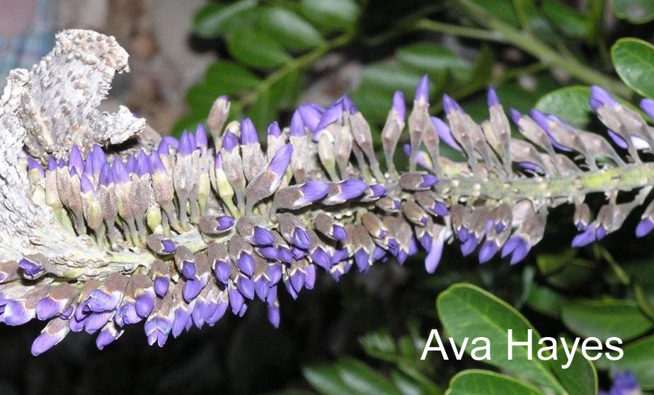 Fasciation on mountain laurel flowers