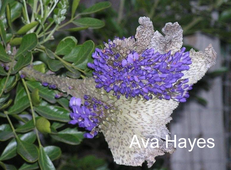 Fasciated mountain laurel flowers