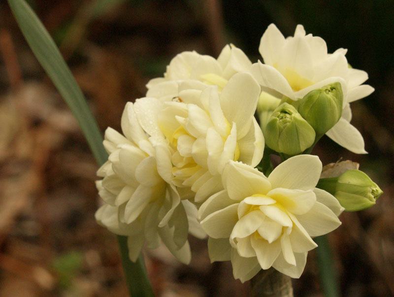 Narcissus Erlicheer