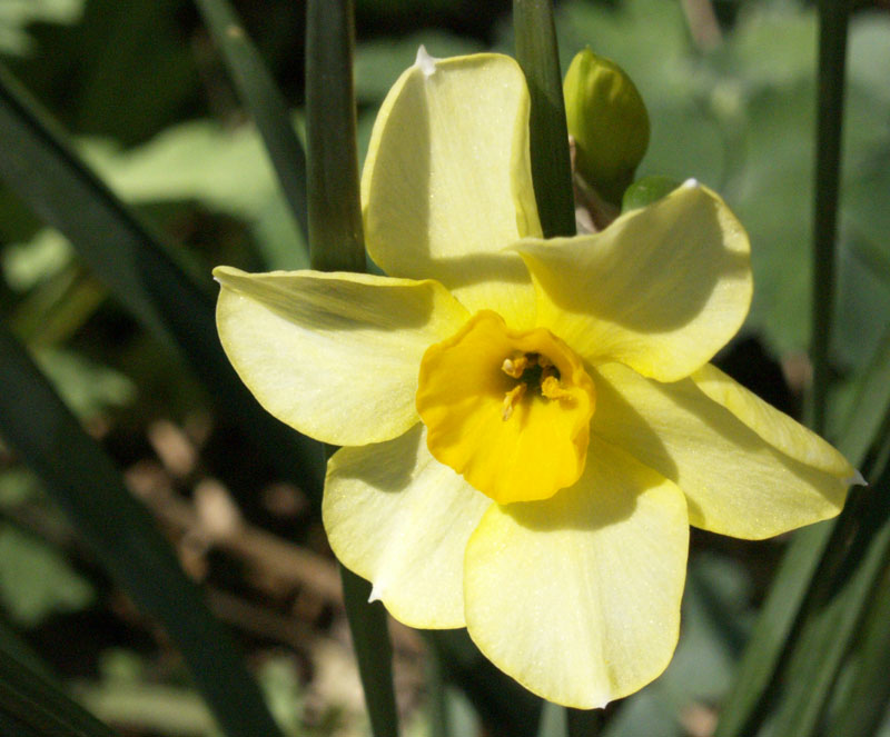 Narcissus Falconet 