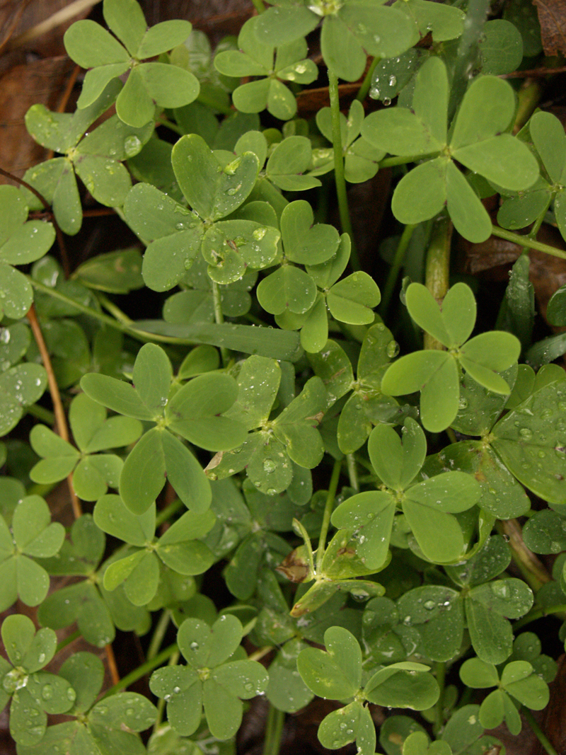Oxalis Scotty's Surprise