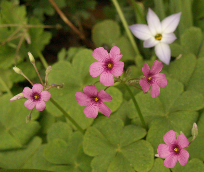 Oxalis with spring star flower Ipheion uniflorum