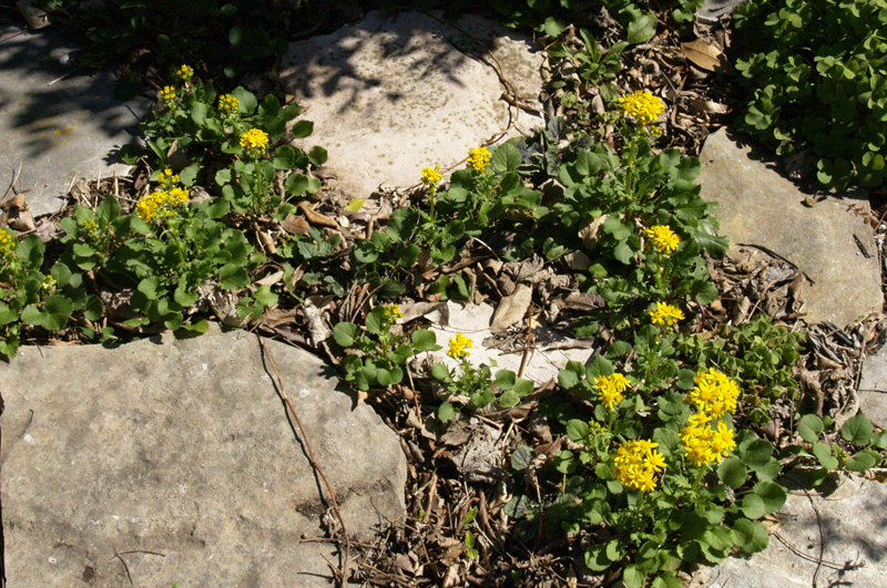 Golden groundsel (Packera obovata) Golden groundsel (Packera obovata)