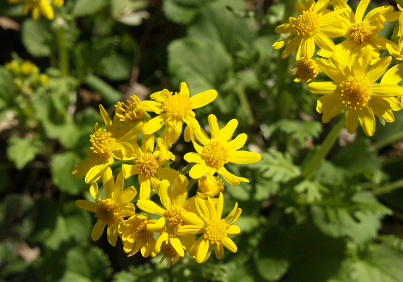 Golden groundsel, Packera obovata Golden groundsel, Packera obovata