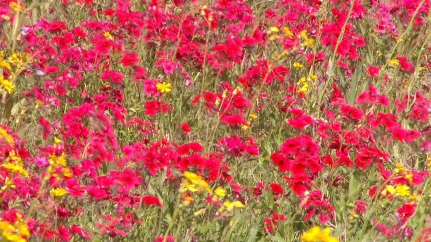 Phlox in Texas wildflower meadow