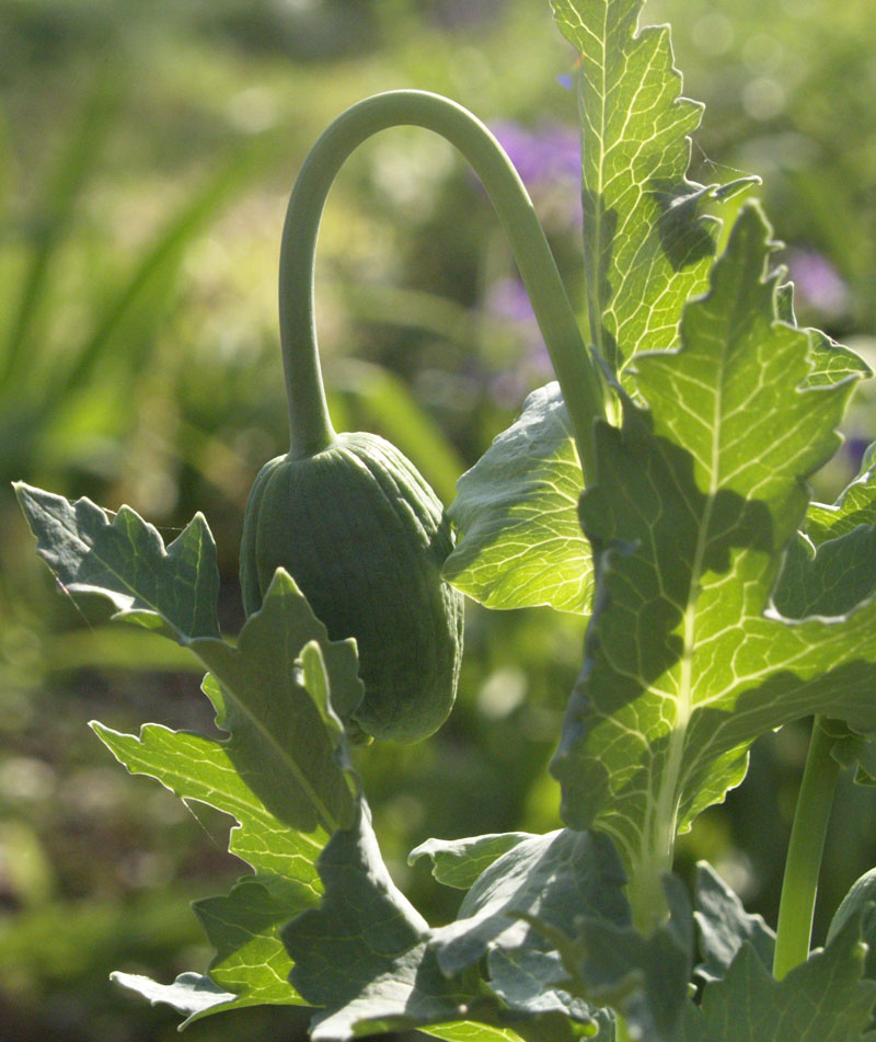 Poppy bud