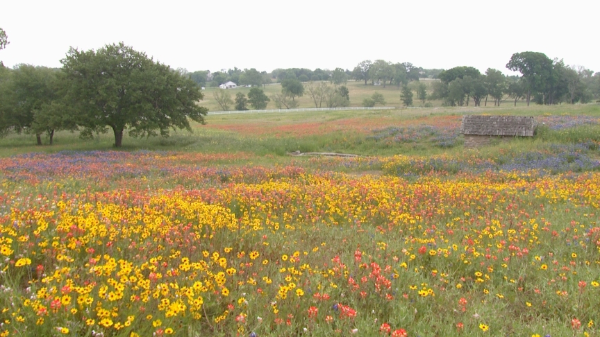 Texas wildflowers