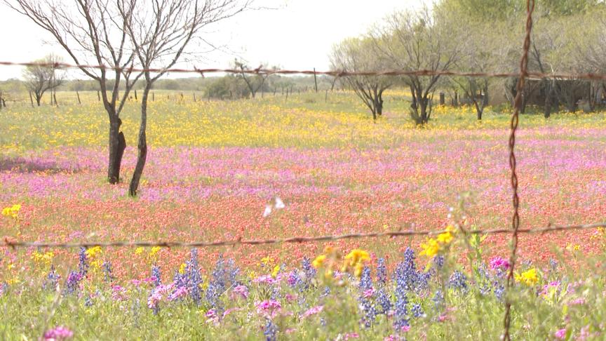 Texas wildflowers