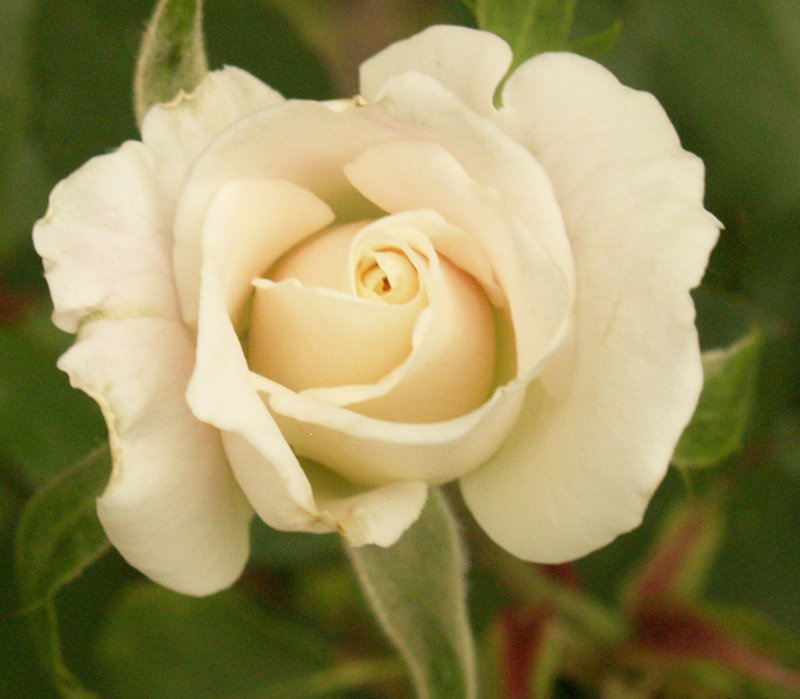 Iceberg rose