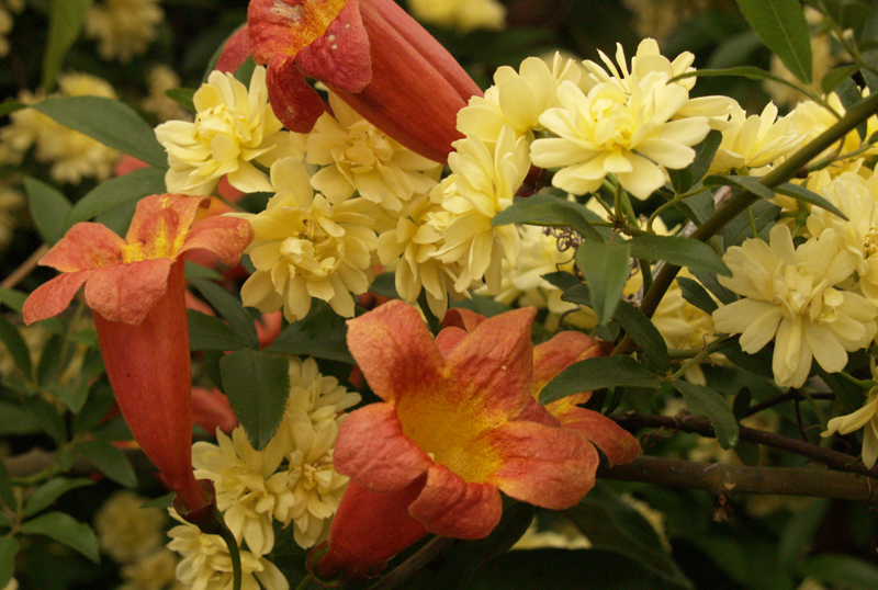 Lady Banks rose with Tangerine Dream crossvine