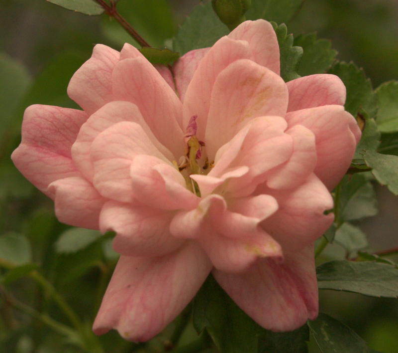 The Fairy rose The Fairy rose