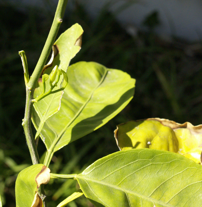 'Mr. Mac' Satsuma orange after freeze damage