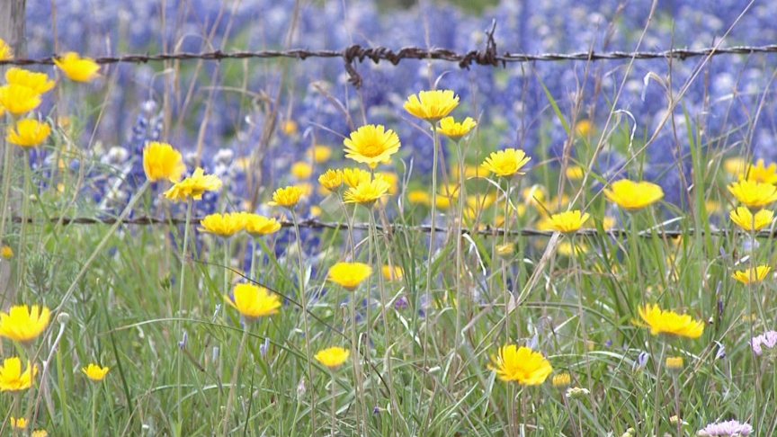 4-nerve daisy with bluebonnets in Texas field 