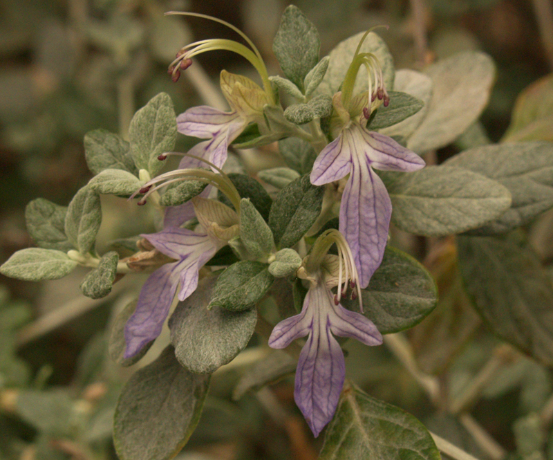 Silver germander flowers Silver germander flowers